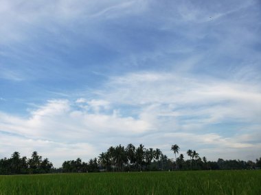 Mavi gökyüzünün altında yemyeşil bir pirinç tarlası. Dağılmış bulutlar, uzaktaki yüksek palmiye ağaçları ile çevrili..