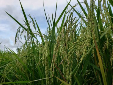 Bulutlu bir gökyüzünün altındaki tarlada taneli yeşil pirinç bitkilerine yakın çekim.