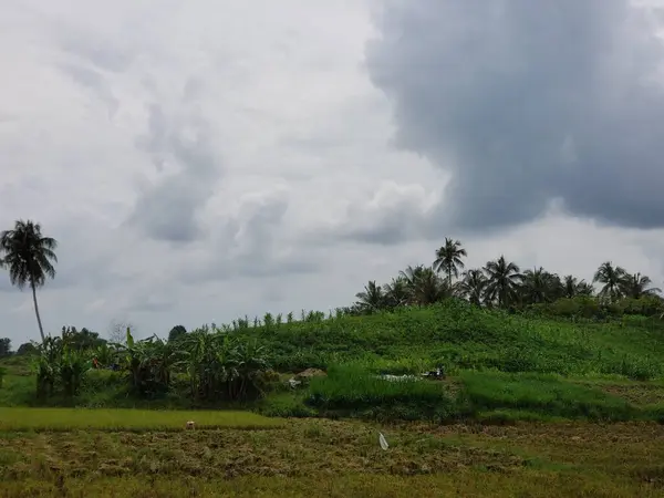 Gökyüzünün altında hindistan cevizi ağaçları olan yemyeşil pirinç tarlasının manzarası..