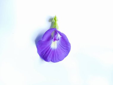 Tek bir canlı, mor kelebek bezelye çiçeği (Klitoria ternatea) beyaz bir arkaplana nazikçe yerleştirilir..