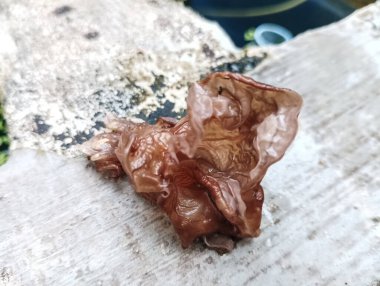 Auricularia auricula-judae olarak da bilinen taze ahşap bir mantarın yakın çekimi, yıpranmış bir bambu yüzeyine yerleştirilmiştir..