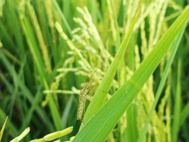 Yeşillik bir çeltik tarlasında olgunlaşmış tahıllarla dolu pirinç saplarının detaylı görüntüsü..