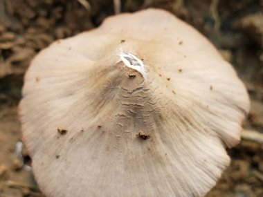 Kırışık şapkalı beyaz mantarın yakın çekimi.