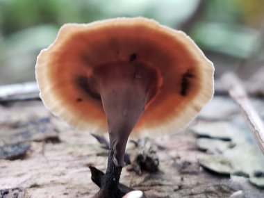 Ormanda yetişen kahverengi bir mantarın yakın çekim görüntüsü