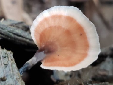 Küçük Portakal ve Beyaz Mantarın Yakın Çekimi