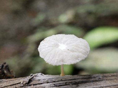 A Small White Mushroom Growing on a Log in a Forest clipart