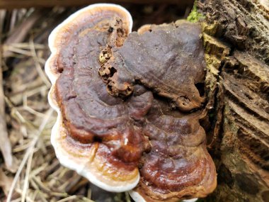 Bir ağaç gövdesinde büyüyen büyük kahverengi bir mantar..