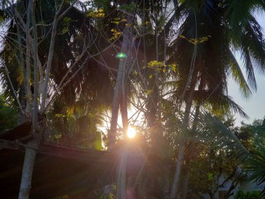Palmiye ağaçları ve dallardan geçen güneş ışığı filtresi