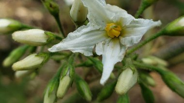 Close-up of a White Flower with Yellow Center and Buds clipart