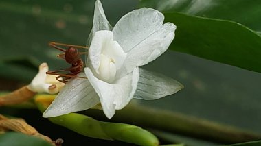 Beyaz bir çiçekte sürünen Kırmızı Karınca