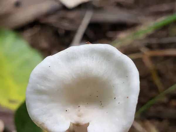 Ormanda Kahverengi Benekli Beyaz Mantar Şapkası