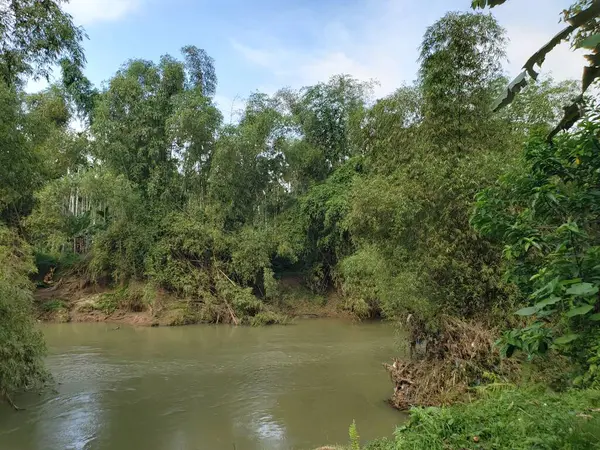 Serene Nehri 'ni çevreleyen yemyeşil yapraklar