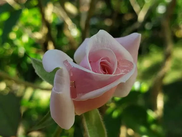 Narin pembe bir gül tomurcuğu Doğanın Kucaklaşması