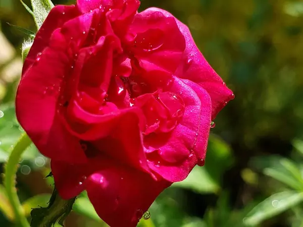 Çiy damlalı tek bir kırmızı gül.