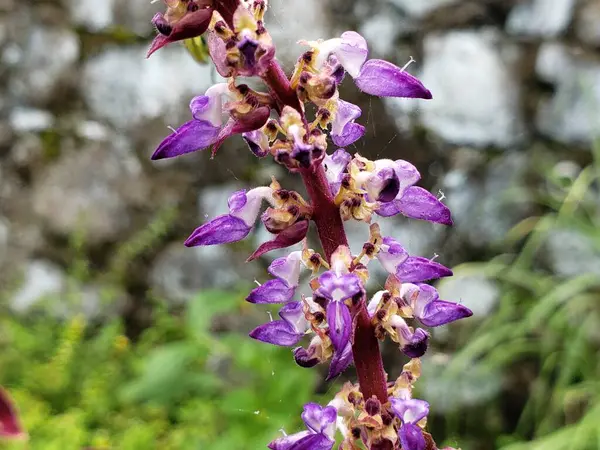 Kırmızı Kökteki Mor Çiçeklerin Yakın Çekimi