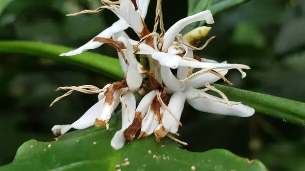 Kahverengi Stamens 'la Beyaz Kahve Çiçeği Yakın plan