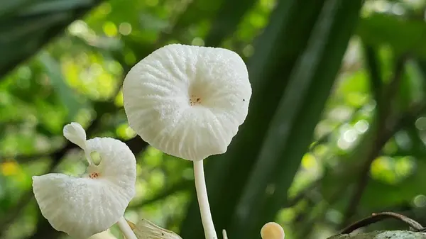 Yeşil Orman Bölgesi 'ndeki bir şubede büyüyen beyaz mantarların yakın çekimi.