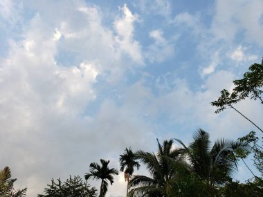 Bulutlu Gökyüzüne Karşı Palmiye Ağaçları Siluetlendi