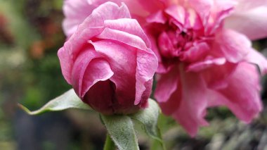 Yumuşak Odaklı Pembe Gül Bud 'a yakın plan