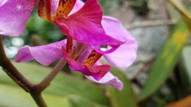 Su Damlacıklı Pembe Orkide Yapraklarının Yakın Çekimi