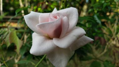 Narin Açık Pembe Gül Çiçeğinin Yakın Çekimi