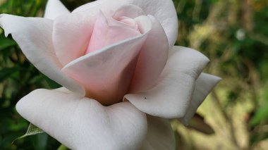 Narin bir Pembe ve Beyaz Gül goncası