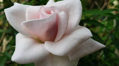 Pembe merkezli zarif beyaz gül. Yakın plan.