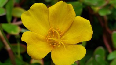 Beş Yapraklı Tek Sarı Çiçek ve Sarı Merkez