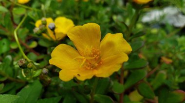 Hassas yapraklı tek bir sarı çiçeğin yakın plan görüntüsü