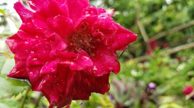 Çiy damlalı kırmızı bir gülün yakın çekimi