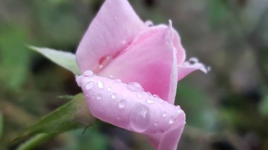 Pembe Gül Bud Yağmur damlalarıyla kaplı