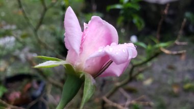 Su Damlacıklarıyla Pembe Gül Bud