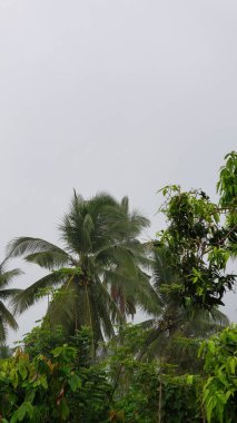Bulutlu Gökyüzüne Karşı Palmiye Ağacı Örtüsü