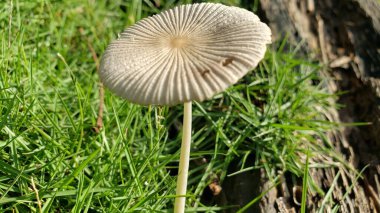 otların arasında büyüyen beyaz mantar