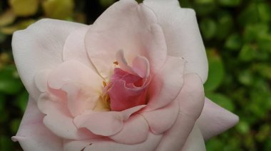 Hassas bir pembe gül goncasının yakın çekimi