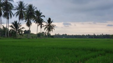 Palmiye ağaçları ve yemyeşil pirinç tarlası Bulutlu bir gökyüzünün altında