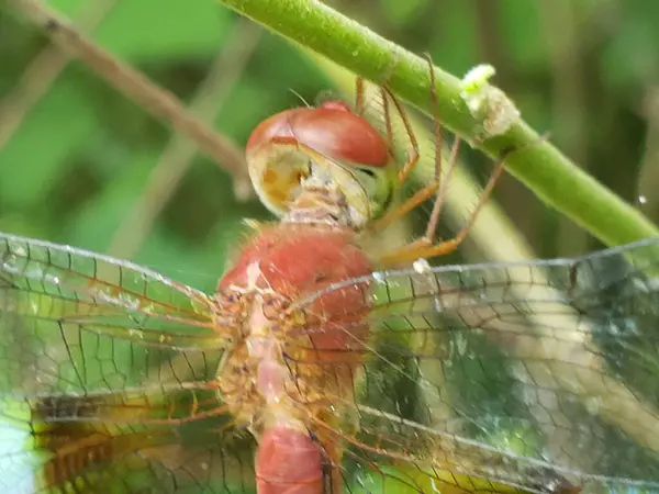 Yeşil Kök 'e konmuş Kırmızı Yusufçuğun Yakın Çekimi
