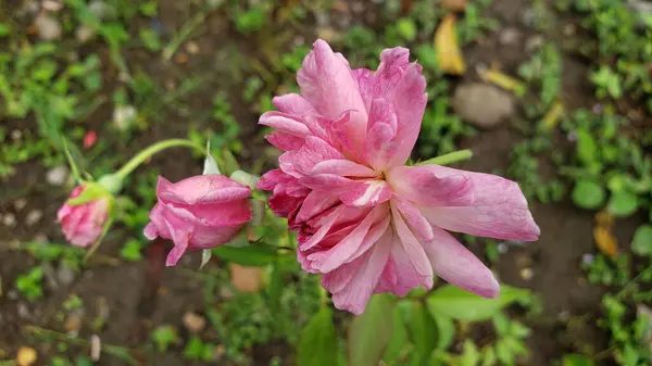 Bahçede Pembe Gül Çiçeği Açılıyor