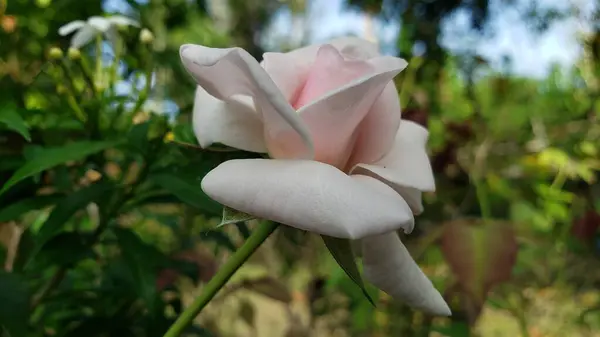 Çiçek açmış tek bir narin beyaz gül tozu.