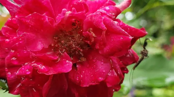 Yaprakların üzerine tünemiş bir böcekle çiğ kaplı gül.