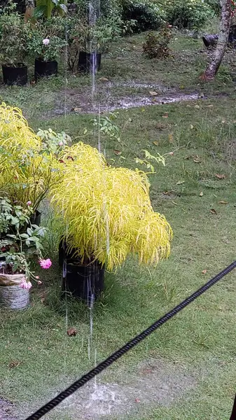 Yağmurlu Bahçede Altın Çalı ve Pembe Çiçekler