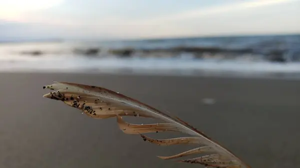 Arka planda bulanık bir okyanusu olan Tek Tüy Kumsalda Yatar
