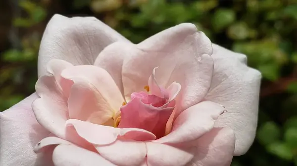 Hassas bir Pembe Gül goncasının Yakın Çekim Görünümü
