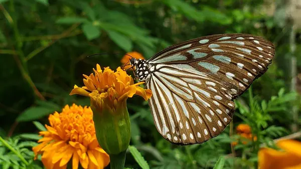 Bir Marigold çiçeğine tünemiş Mavi Kaplan Kelebeği