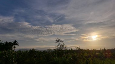 Bereketli Yeşil Tropikal Bitkilerin Ardında Güneş Batıyor