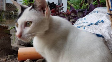 Başında Siyah Yama olan Beyaz Kedi, Sağa Bakıyor