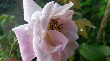 Çiğ Öpülmüş Pembe Gül Yaprağı Açılışı