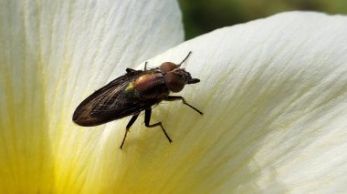 Bir Metalik Yeşil Sinek Beyaz Çiçek Yaprağında Dinleniyor