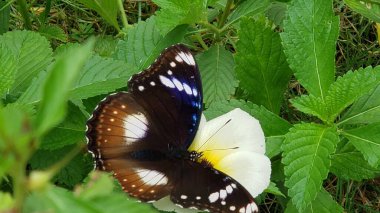 Black and White Butterfly on White Flower with Green Foliage clipart