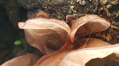 İnce iplikçikli soluk kahverengi bir mantarın yakın çekimi